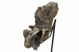Tyrannosaur (Gorgosaurus?) Vertebral Arch with Stand - Montana #335936-3